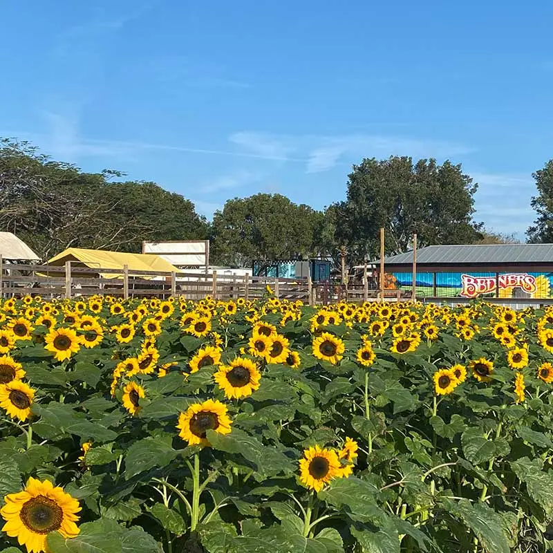 Sunflower Field