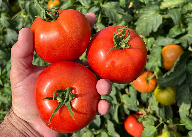 Tips on tomatoes