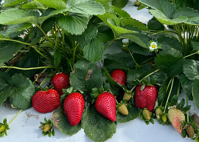 Tips on how to pick strawberries